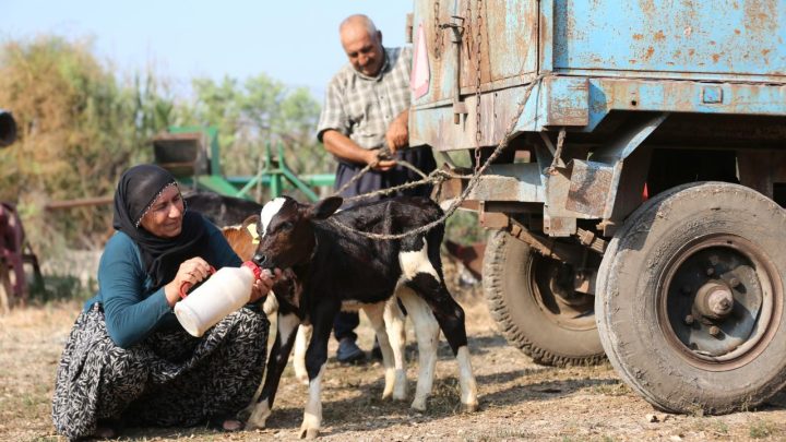 40 yıllık besici çiftin, 'yüz binde bir görülen' üçüz buzağı sevinci