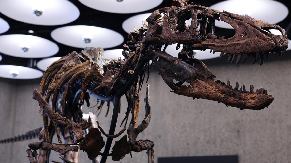New York'taki müzayedede Nanotyrannus iskeleti 47,3 milyon dolara satıldı