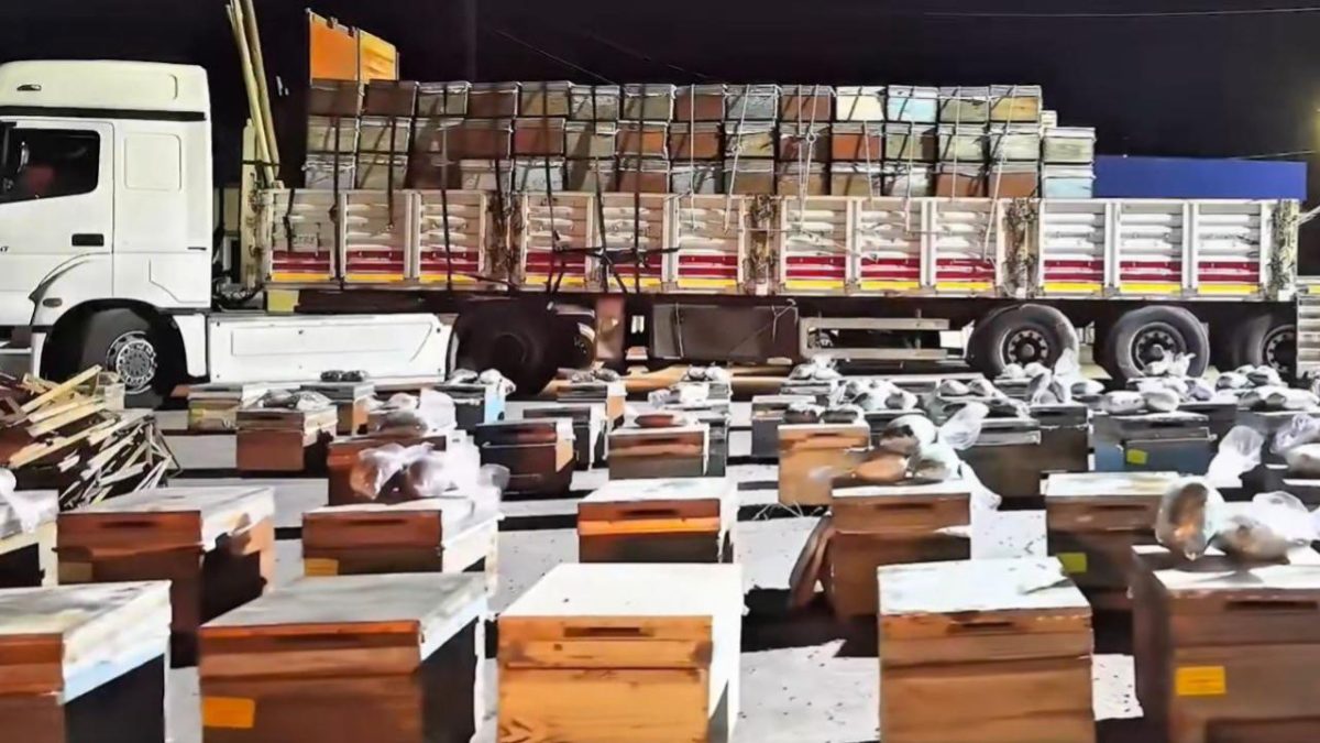 Hakkari'de arı kovanlarına gizlenmiş 91 kilogram uyuşturucu ele geçirildi